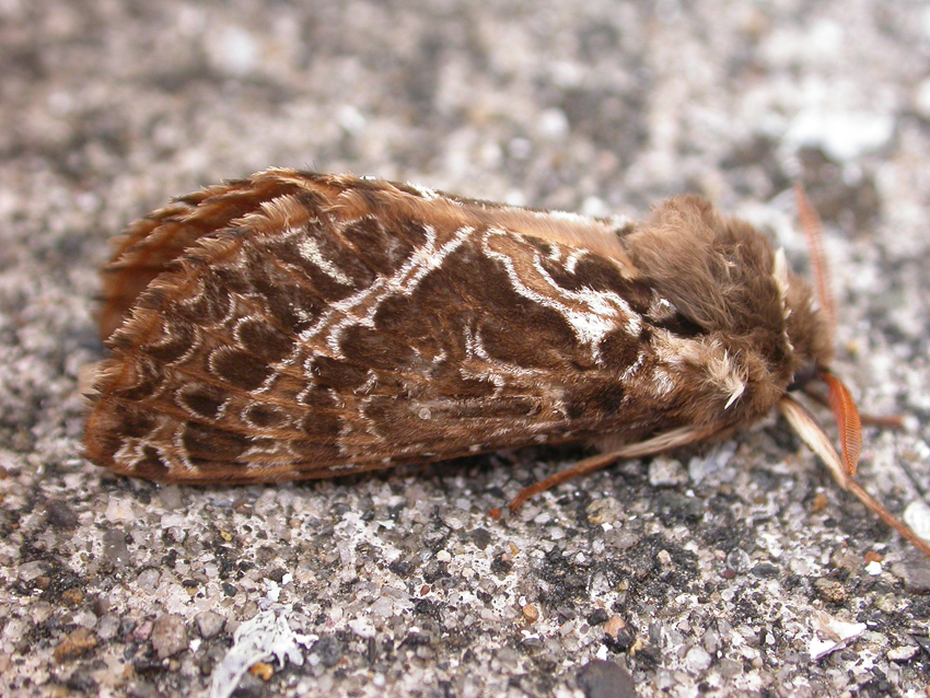 Forest Ghost Moth