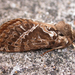 Forest Ghost Moth - Photo (c) Neville Hudson, some rights reserved (CC BY-NC), uploaded by Neville Hudson