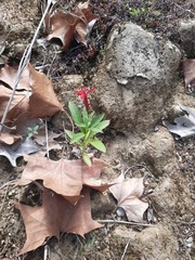 Lobelia cardinalis