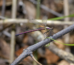 Austroargiolestes chrysoides