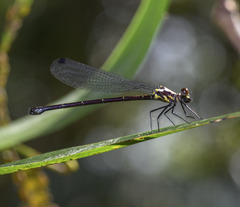 Austroargiolestes chrysoides