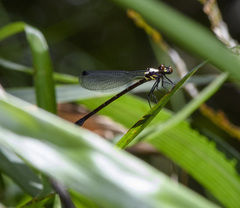 Austroargiolestes chrysoides