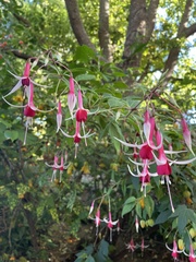 Fuchsia magellanica