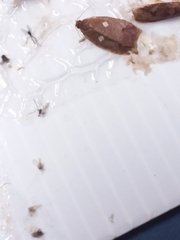 Planotortrix excessana