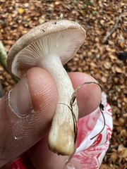 Clitocybe nebularis