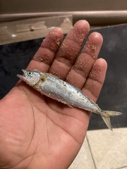 Scomberomorus sierra