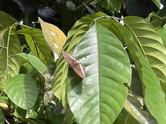 Tanaecia iapis