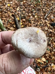 Clitocybe nebularis