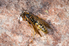 Polistes aurifer