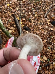 Clitocybe nebularis