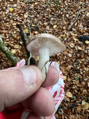 Clitocybe nebularis