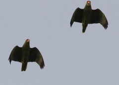 Amazona viridigenalis
