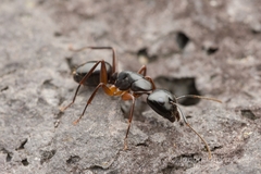 Camponotus kiusiuensis