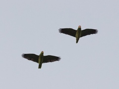 Amazona viridigenalis