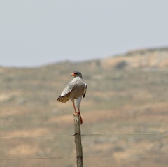 Melierax canorus canorus
