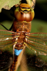 Anax ephippiger