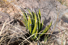 Agave lechuguilla