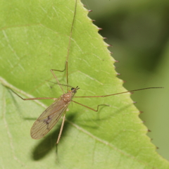 Amphineurus insulsus