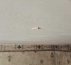 Plodia interpunctella