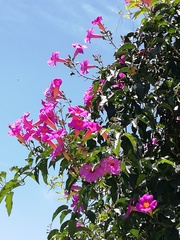 Amphilophium buccinatorium