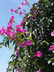 Amphilophium buccinatorium