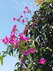 Amphilophium buccinatorium