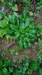 Mazus fauriei