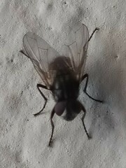 Muscidae