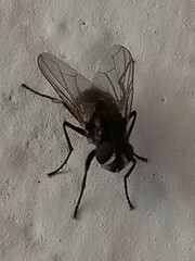 Muscidae