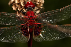 Urothemis