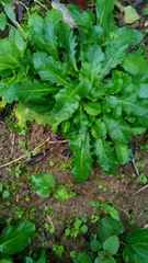 Mazus fauriei