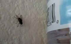 Muscidae