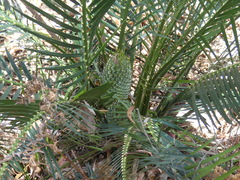 Macrozamia communis