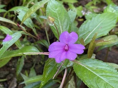 Impatiens platypetala