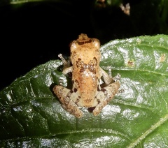 Raorchestes
