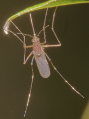Culicinae