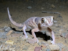 Chondrodactylus angulifer
