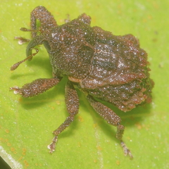 Tychanus verrucosus