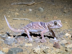 Chondrodactylus angulifer