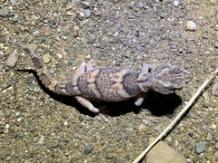 Chondrodactylus angulifer