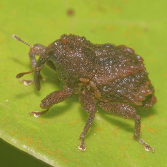 Tychanus verrucosus