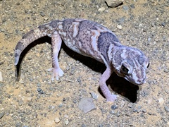 Chondrodactylus angulifer