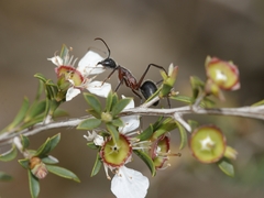 Camponotus intrepidus