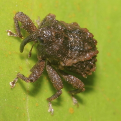 Tychanus verrucosus