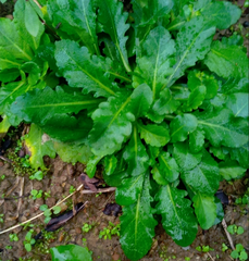 Mazus fauriei