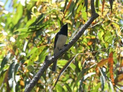 Myiagra rubecula