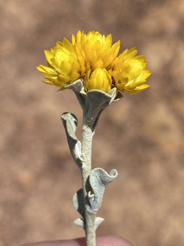 Helichrysum acrophilum observed 2022-11-15
