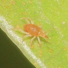 Bdellidae