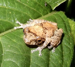 Raorchestes