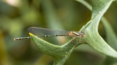 Xanthagrion erythroneurum